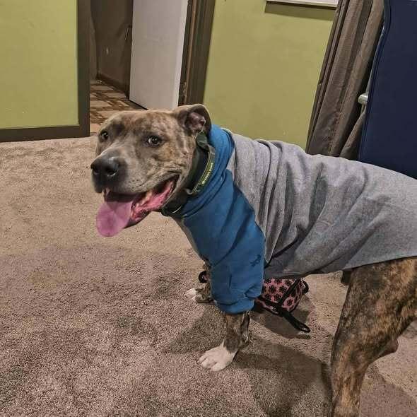 Kade, a Adoptable mixed breed in Indianapolis, IN image 1/3