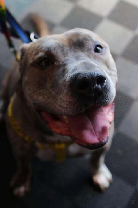 Enlarge Kade, a Adoptable mixed breed in Indianapolis, IN image 3/5