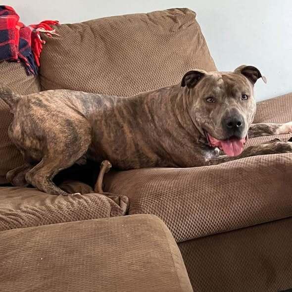 Enlarge Kade, a Adoptable mixed breed in Indianapolis, IN image 4/6