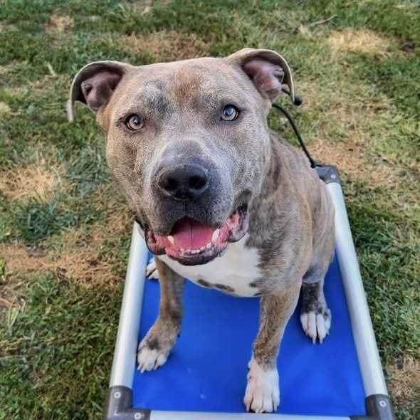 Kade, a Adoptable mixed breed in Indianapolis, IN image 3/3