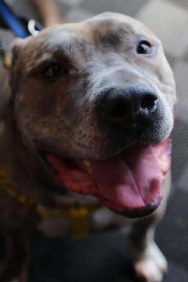 Enlarge Kade, a Adoptable mixed breed in Indianapolis, IN image 5/5