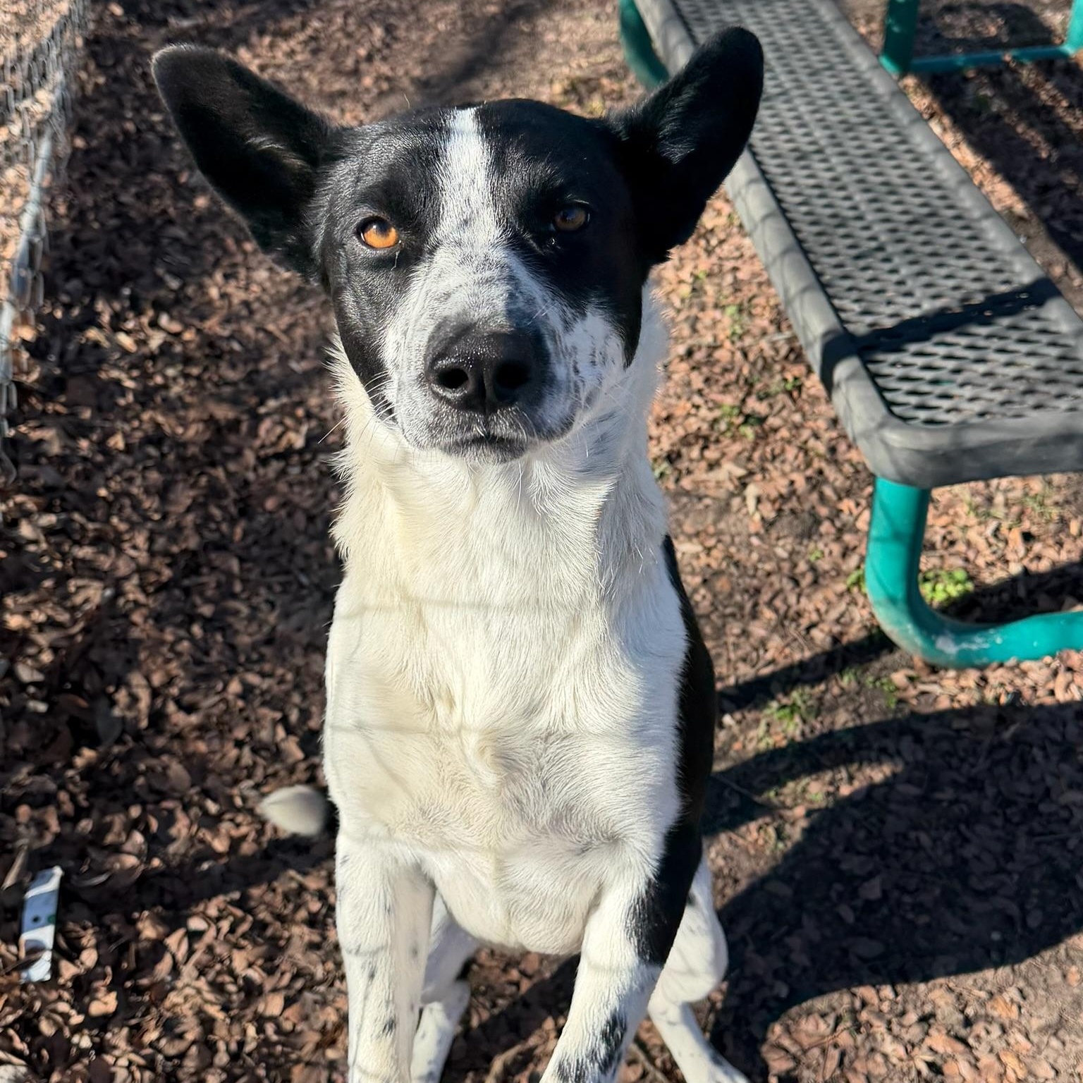 Kendra, Adoptable, Adult Female Collie.