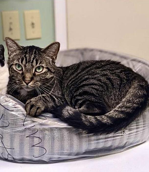 Enlarge Danny, a ADOPTABLE Domestic Short Hair in St. Ignace, MI image 1/1