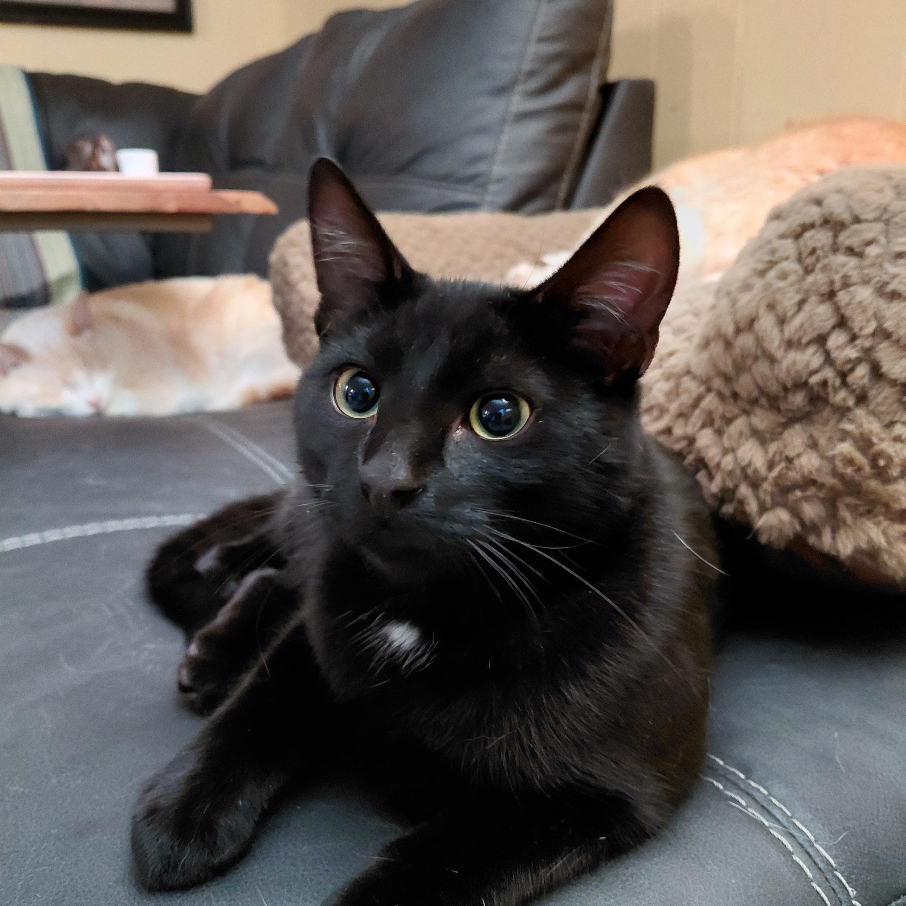 WINSTON-(bk), Adoptable, Young Male Domestic Short Hair.