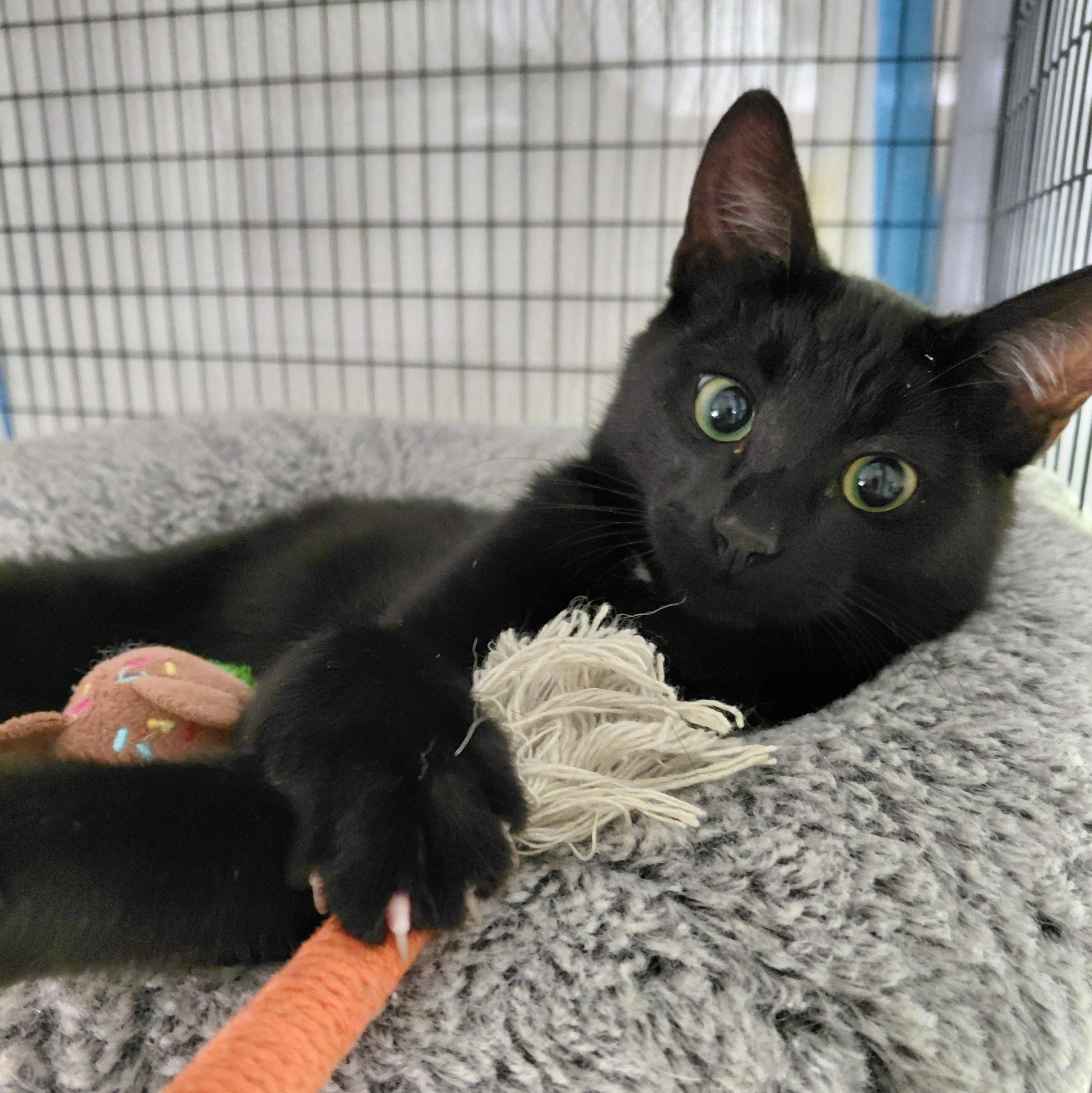 Winston-(bk), a Adoptable mixed breed in Burlington, WA image 2/4