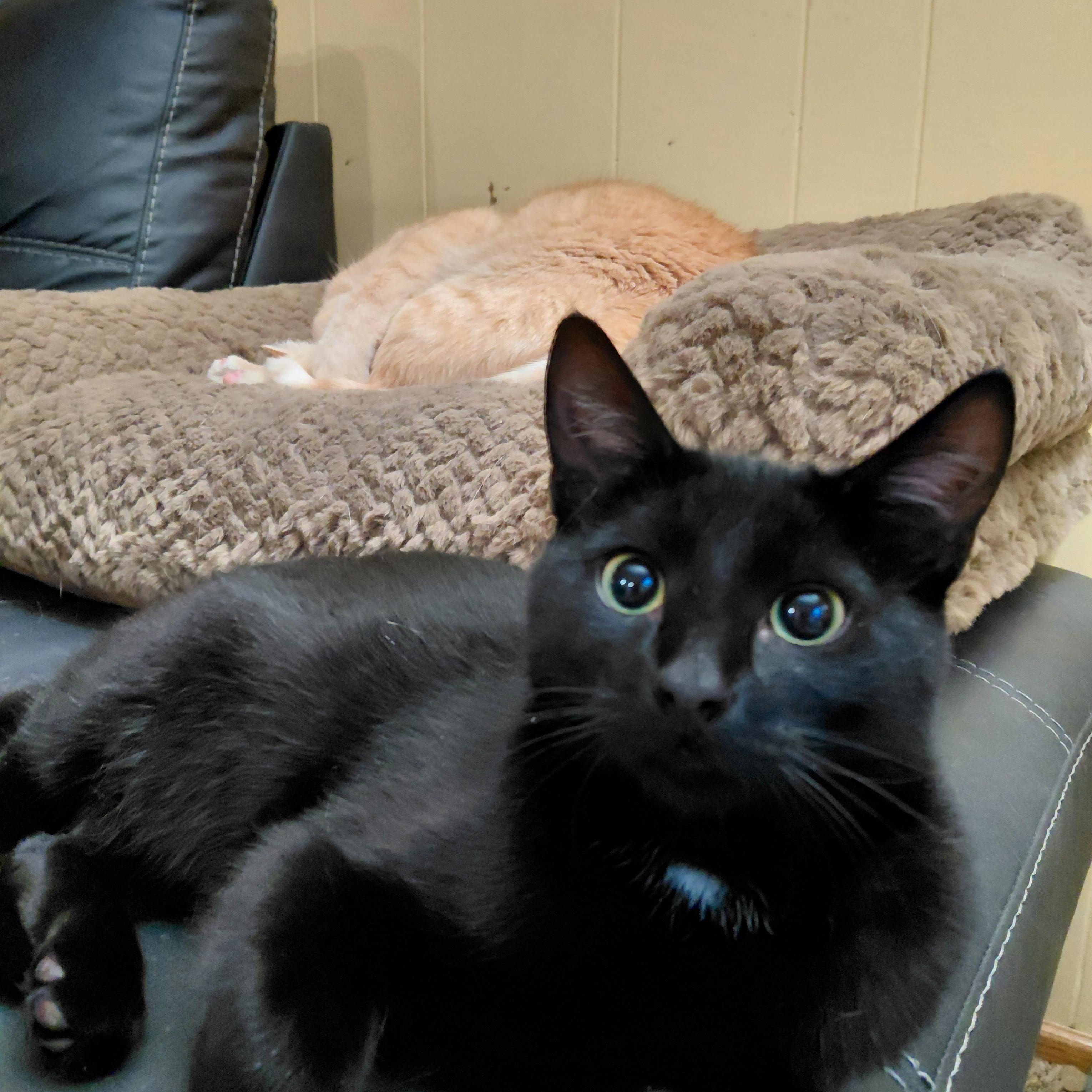 Winston-(bk), Adoptable, Young Male Domestic Short Hair.