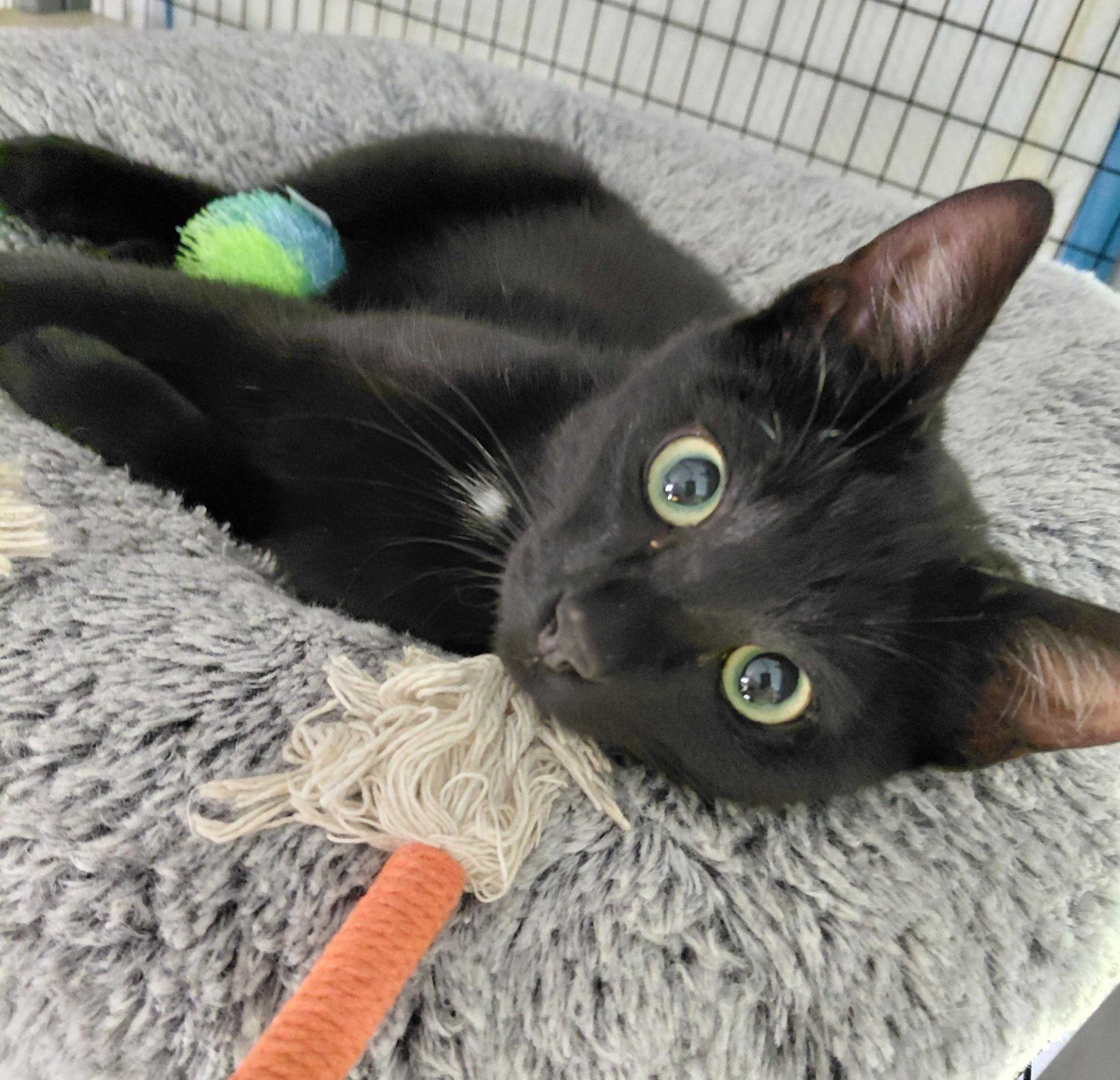 Winston-(bk), a Adoptable mixed breed in Burlington, WA image 4/4