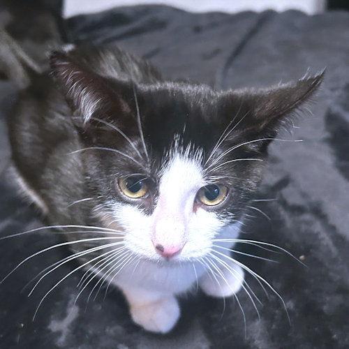 Enlarge Alyna, a Adoptable Domestic Short Hair in Rutherfordton, NC image 1/3