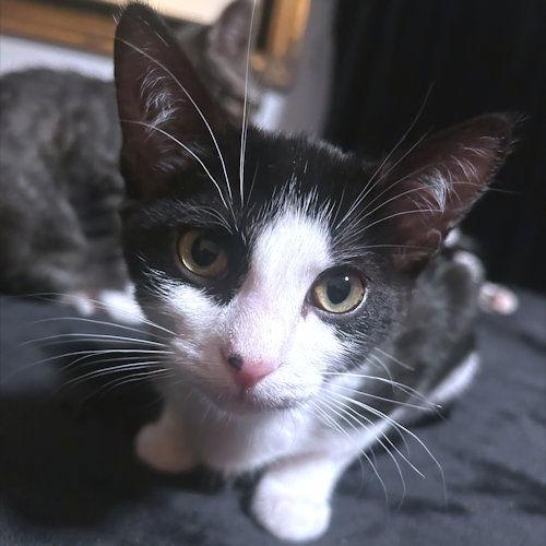 Enlarge Alyna, a Adoptable Domestic Short Hair in Rutherfordton, NC image 2/3