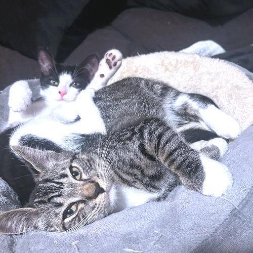 Enlarge Alyna, a Adoptable Domestic Short Hair in Rutherfordton, NC image 3/3