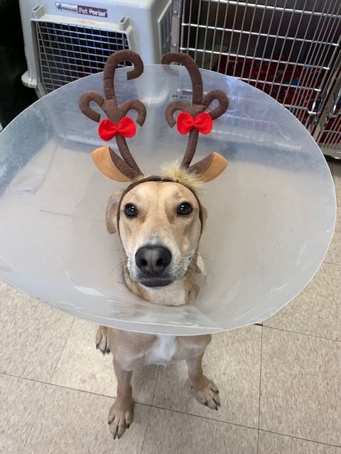 Enlarge Bryce, a Adoptable mixed breed in Fair Oaks Ranch, TX image 8/12