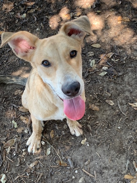 Bryce, a Adoptable mixed breed in Fair Oaks Ranch, TX image 1/12