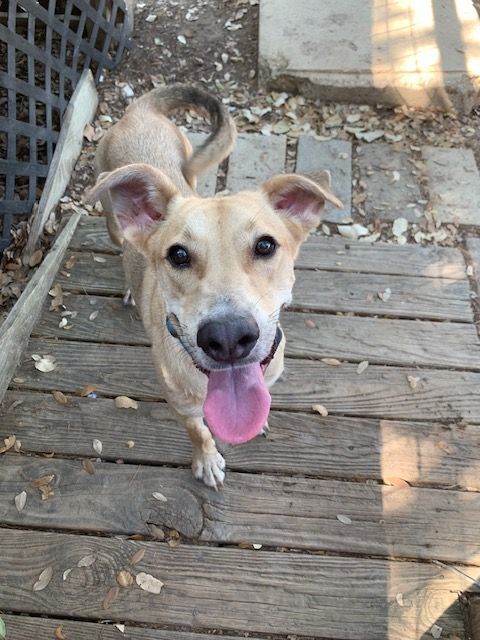 Enlarge Bryce, a Adoptable mixed breed in Fair Oaks Ranch, TX image 9/12
