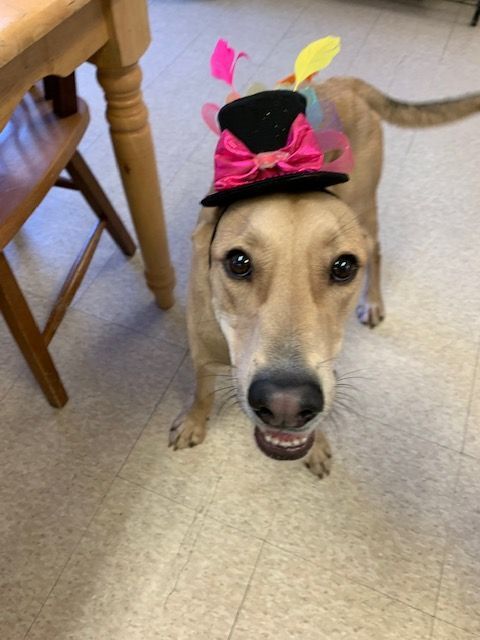 Enlarge Bryce, a Adoptable mixed breed in Fair Oaks Ranch, TX image 10/12