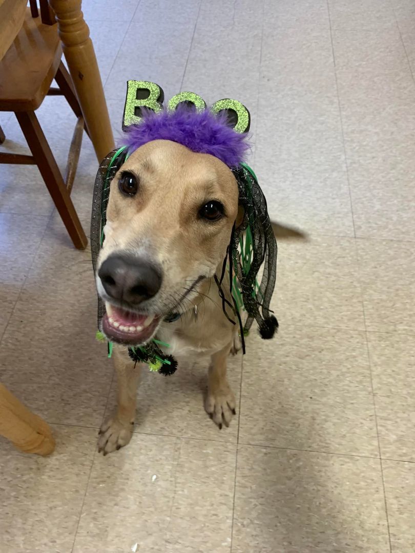 Enlarge Bryce, a Adoptable mixed breed in Fair Oaks Ranch, TX image 11/12