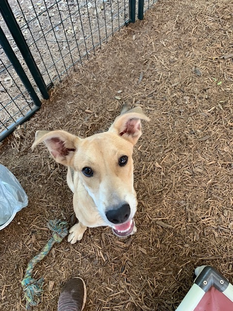 Enlarge Bryce, a Adoptable mixed breed in Fair Oaks Ranch, TX image 12/12