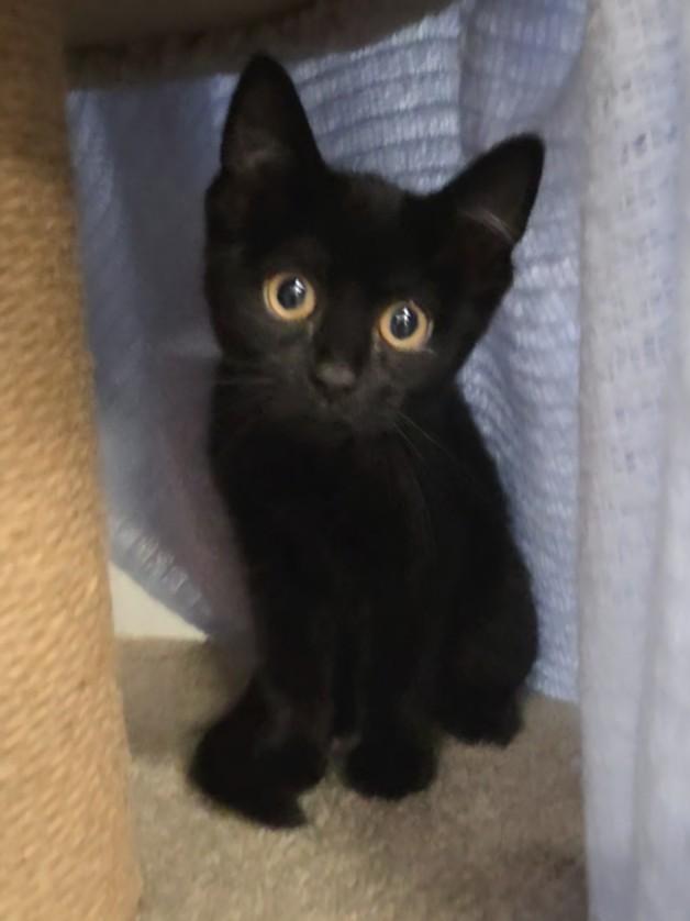 Enlarge SUNSHINE, a Adoptable Domestic Short Hair in Clinton Township, MI image 1/1