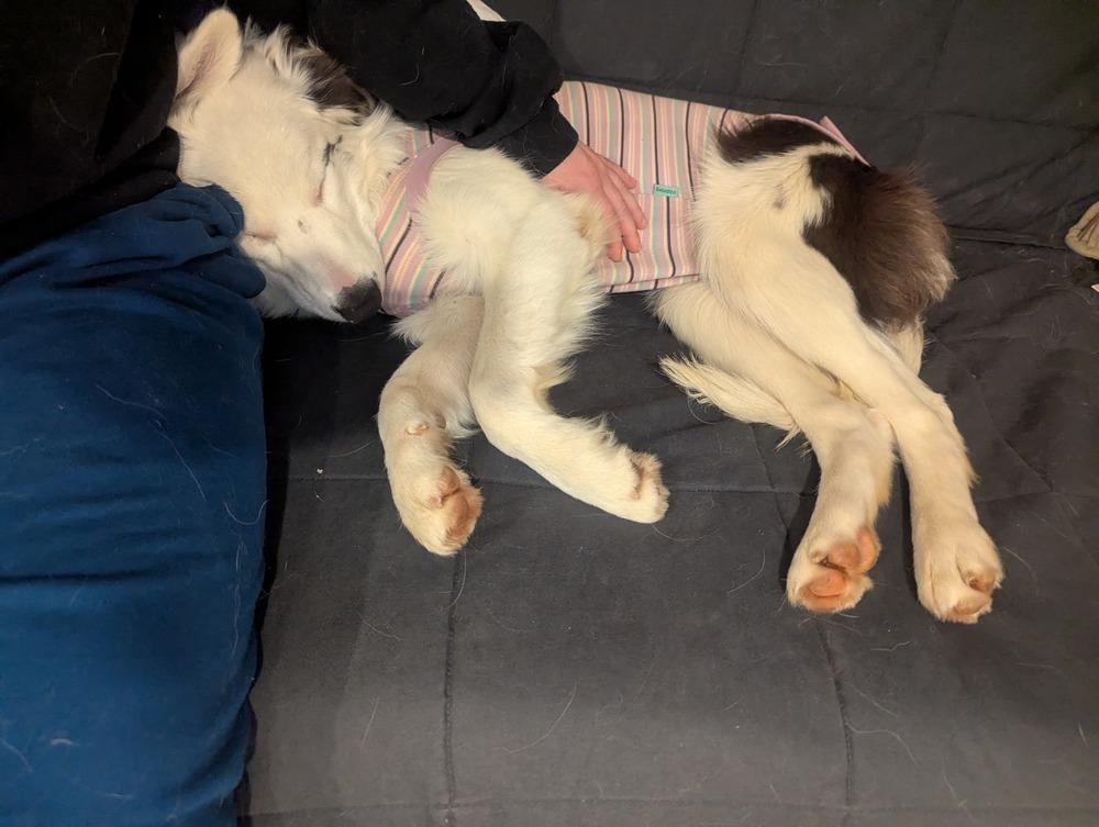 Enlarge Duke, a Adoptable Border Collie in Troy, VA image 1/6