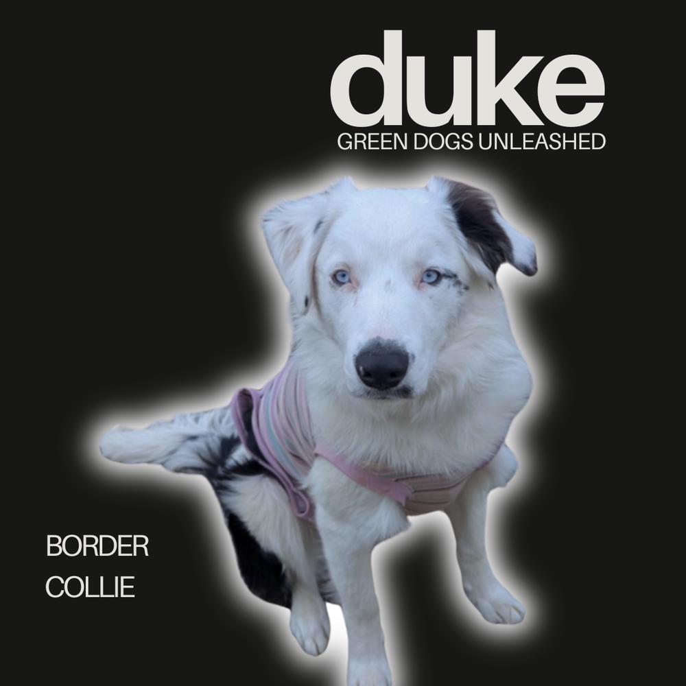 Enlarge Duke, a Adoptable Border Collie in Troy, VA image 2/6
