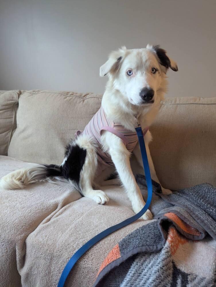 Enlarge Duke, a Adoptable Border Collie in Troy, VA image 3/6