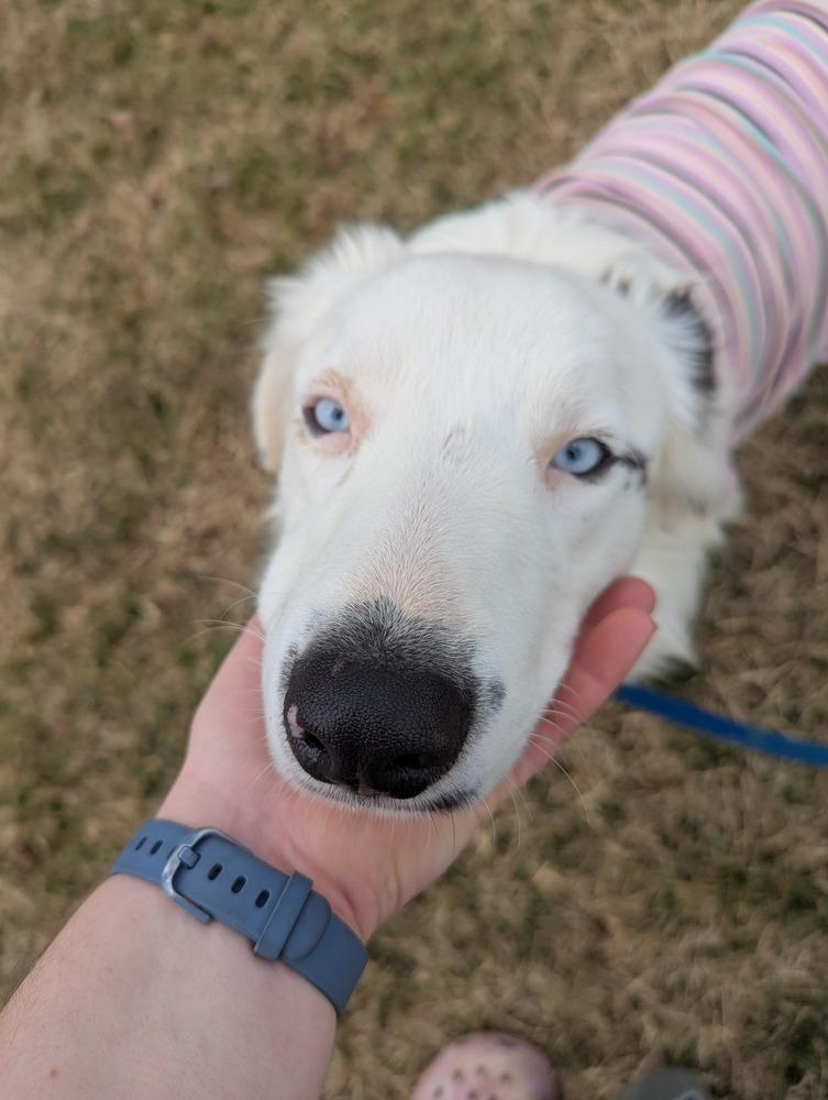 Enlarge Duke, a Adoptable Border Collie in Troy, VA image 4/6
