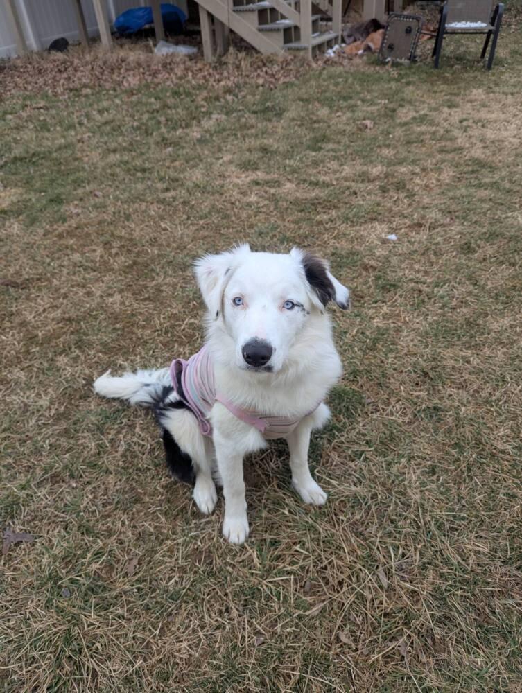 Enlarge Duke, a Adoptable Border Collie in Troy, VA image 5/6