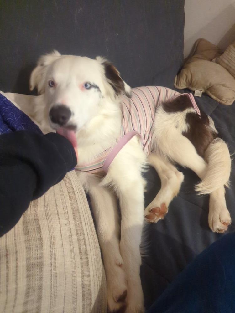 Enlarge Duke, a Adoptable Border Collie in Troy, VA image 6/6