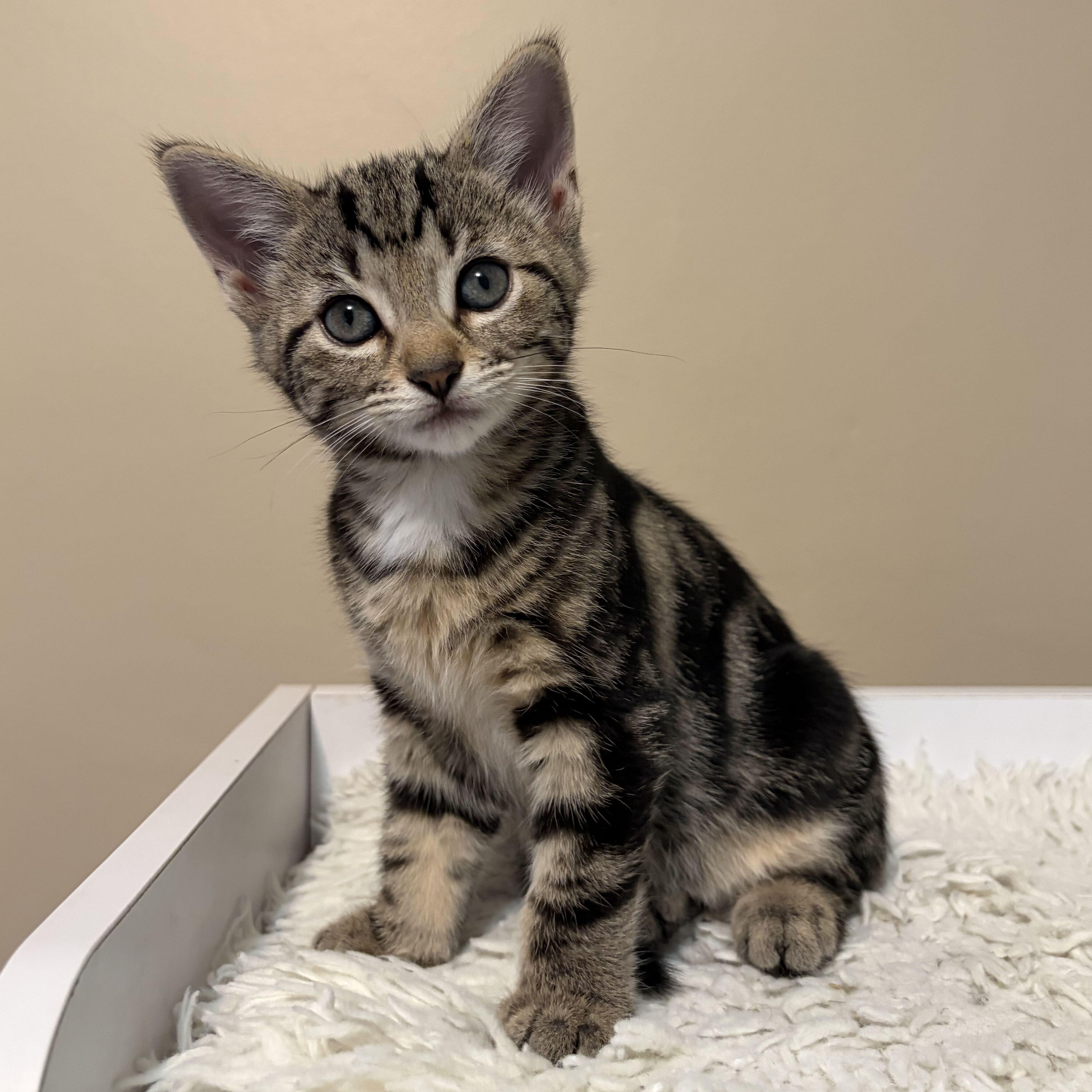 Jeffrey, Adopted, Kitten Male Domestic Short Hair & Tabby.