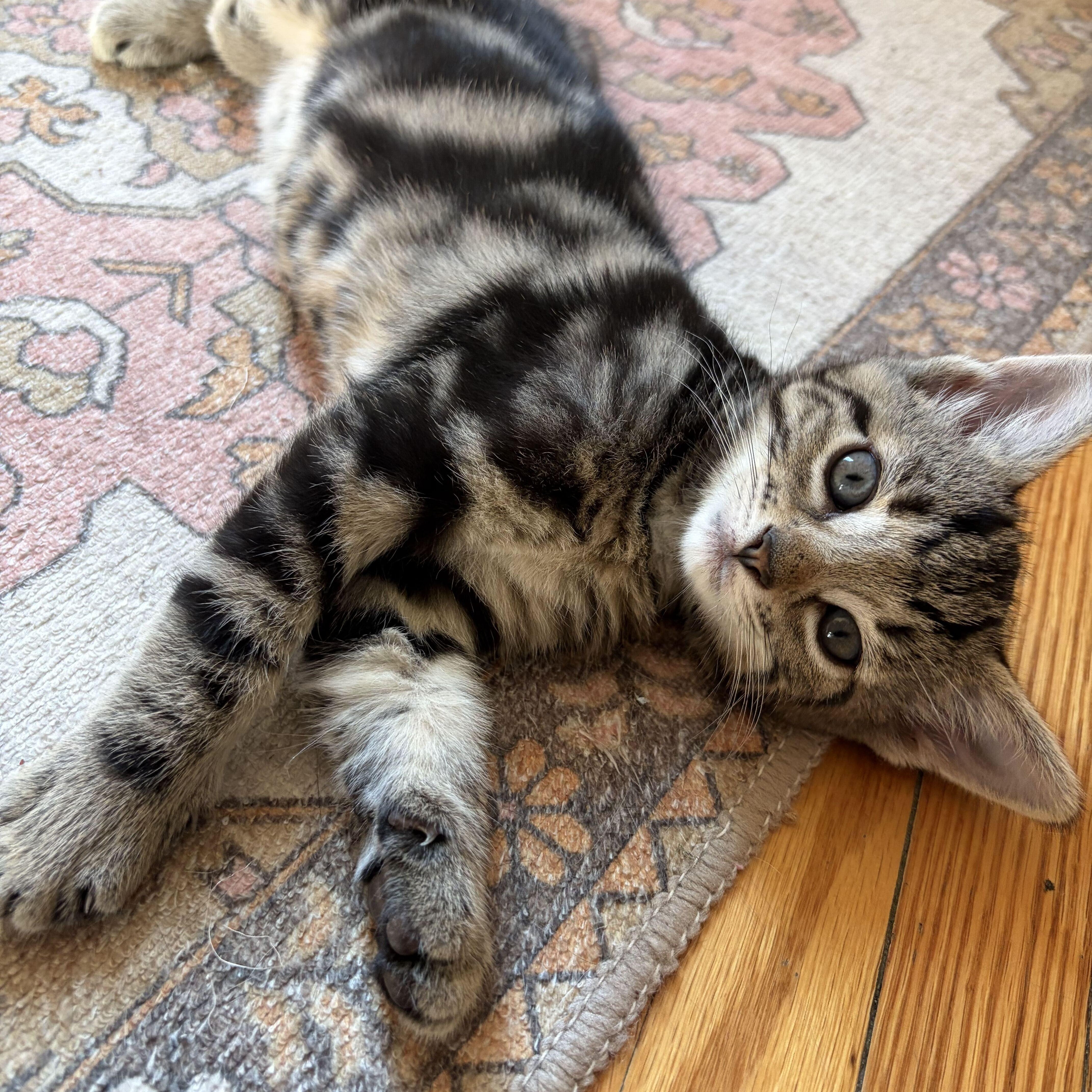 Enlarge Jeffrey, a Adopted mixed breed in East Amherst, NY image 2/6