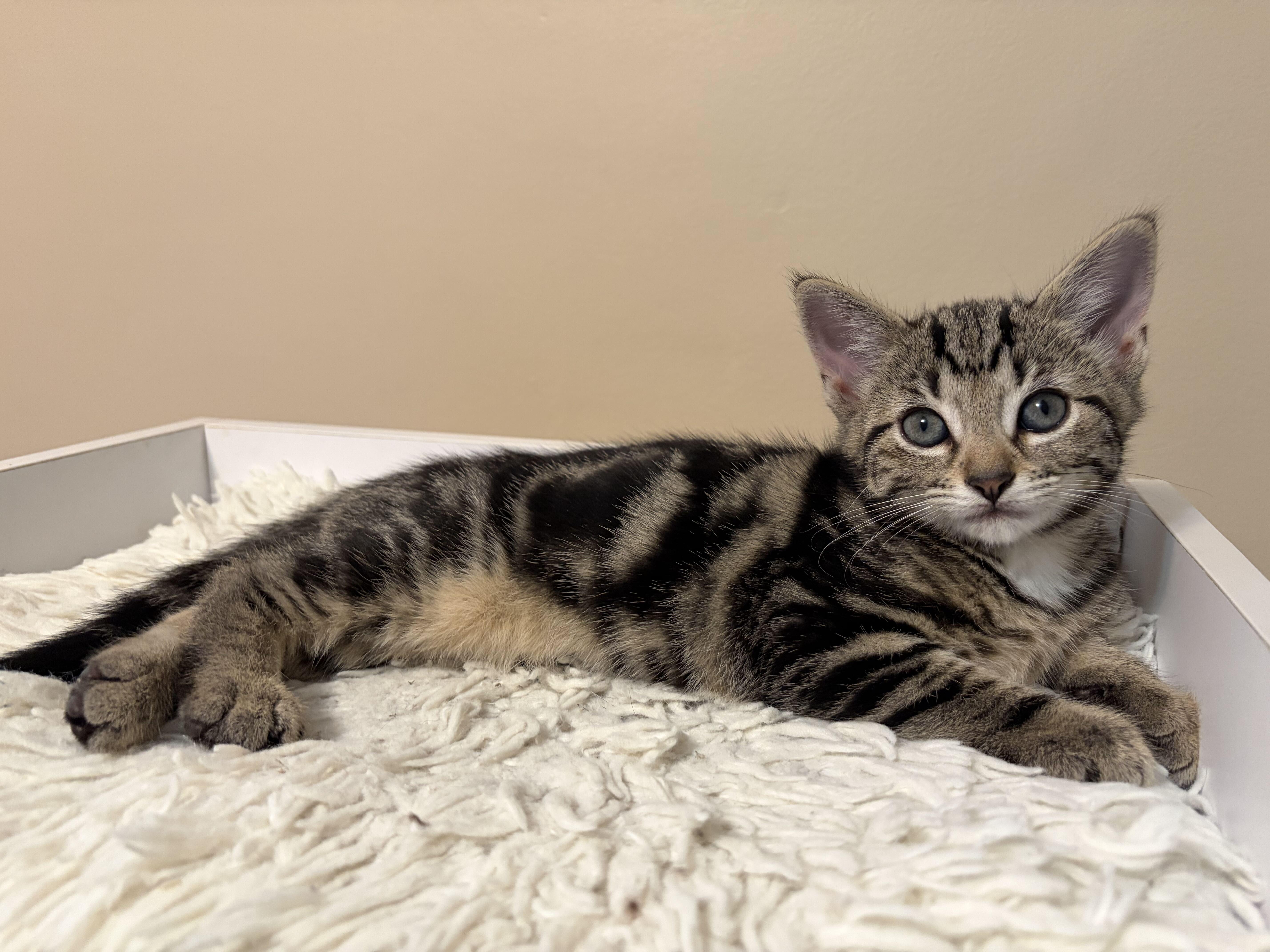 Enlarge Jeffrey, a Adopted mixed breed in East Amherst, NY image 3/6