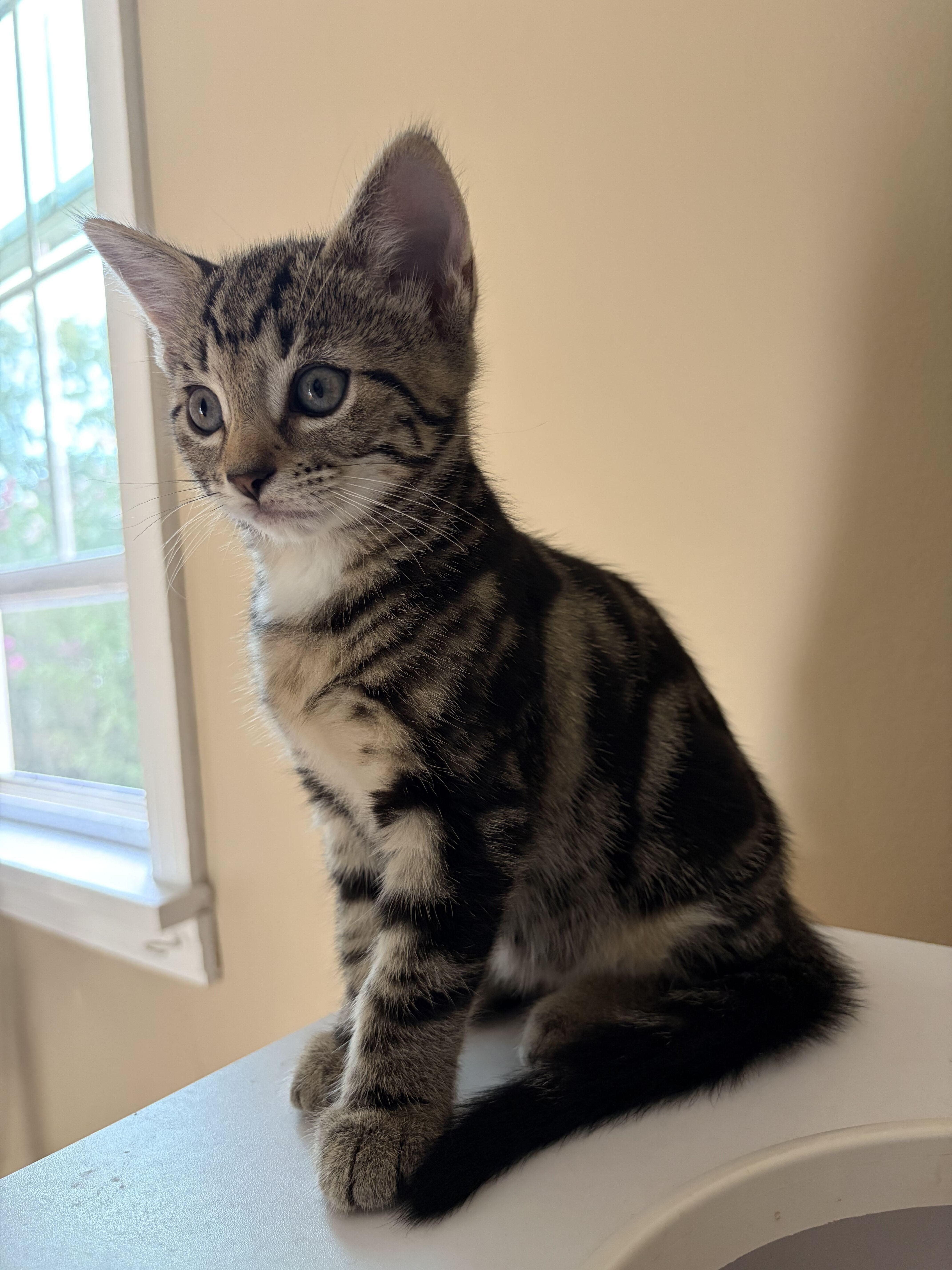Enlarge Jeffrey, a Adopted mixed breed in East Amherst, NY image 6/6