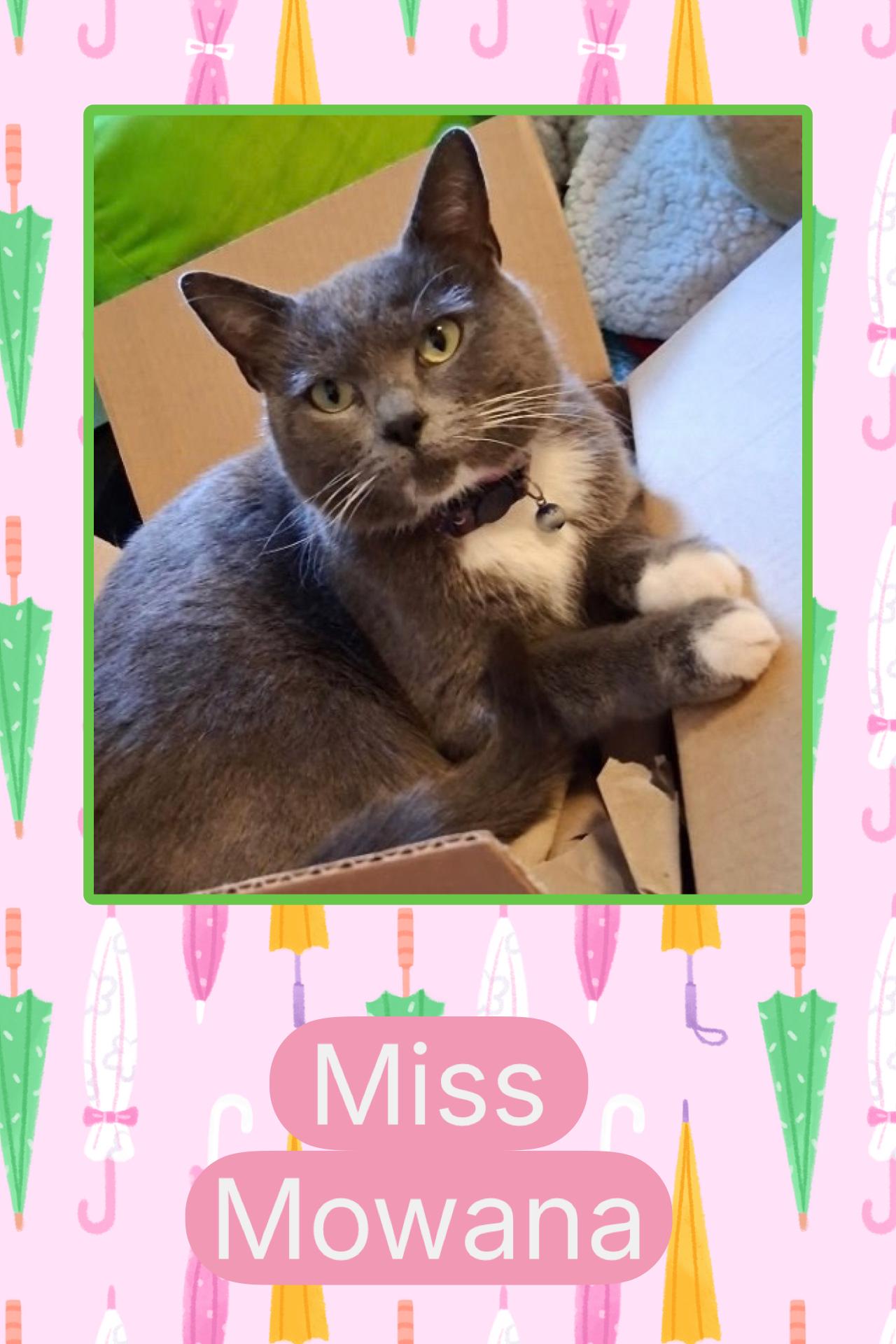 Mowana, ADOPTABLE, Young Female Domestic Short Hair.