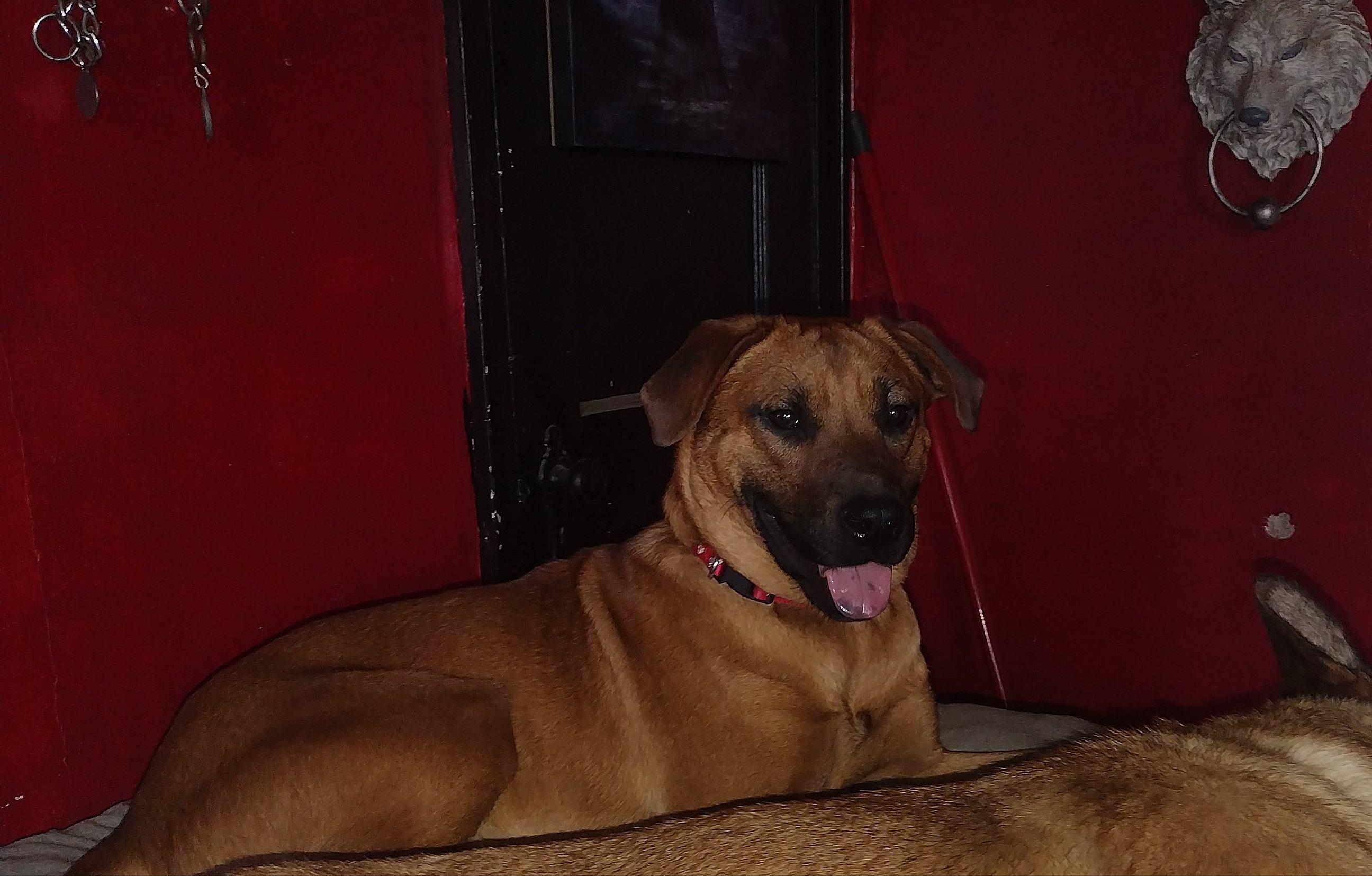 Red, a Adoptable mixed breed in Muncie, IN image 1/5