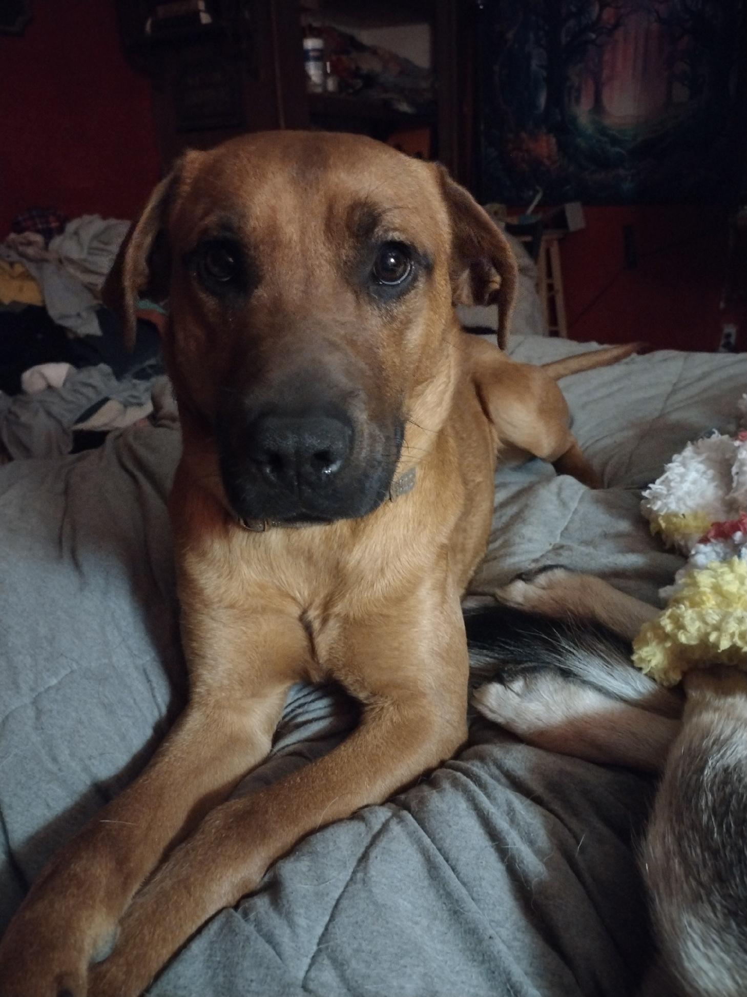 Red, a Adoptable mixed breed in Muncie, IN image 2/5