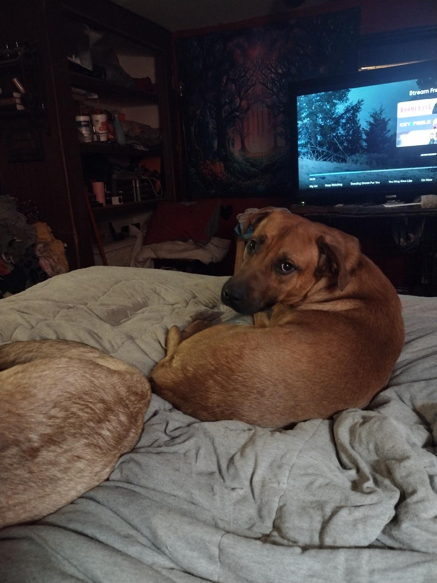 Red, a Adoptable mixed breed in Muncie, IN image 3/5