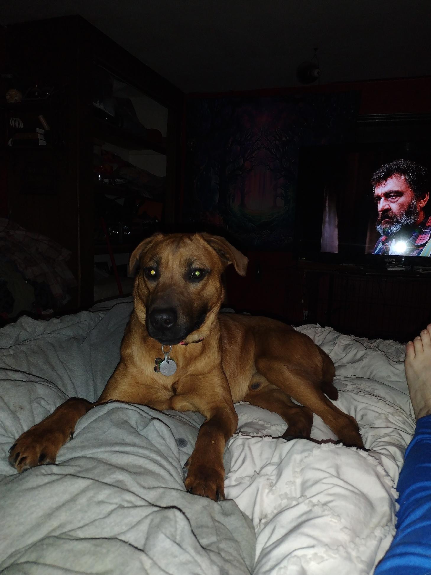 Red, a Adoptable mixed breed in Muncie, IN image 4/5