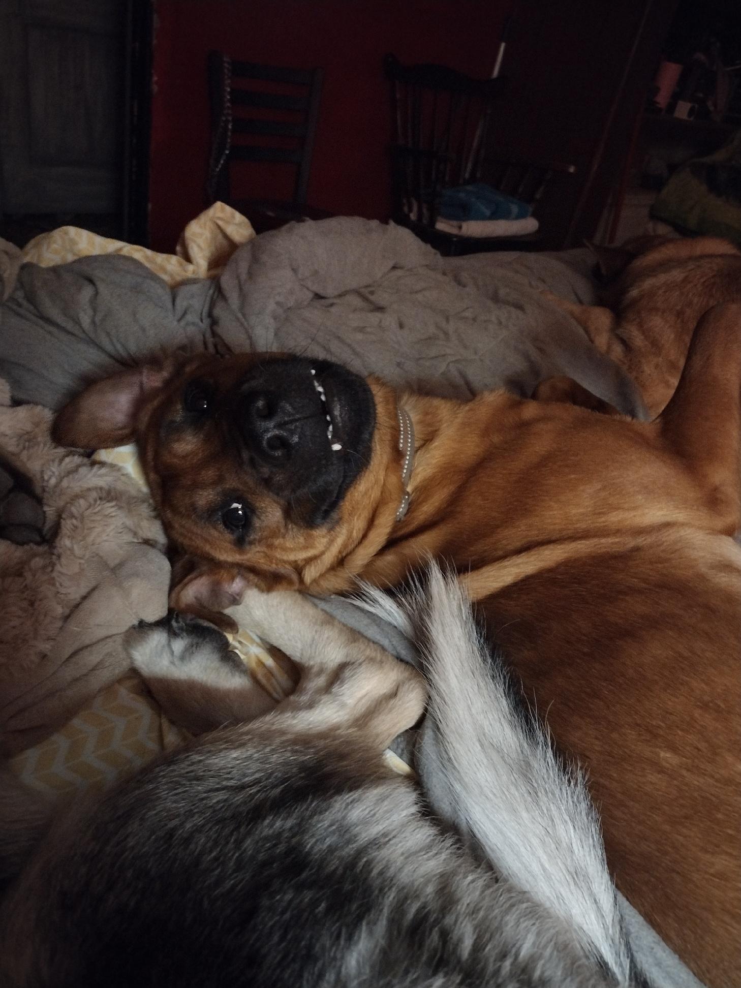 Red, a Adoptable mixed breed in Muncie, IN image 5/5