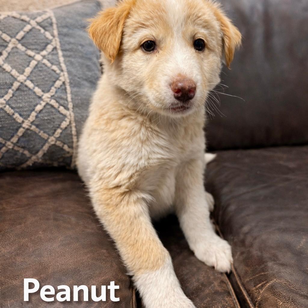 Peanut, Adoptable, Puppy Female Husky.