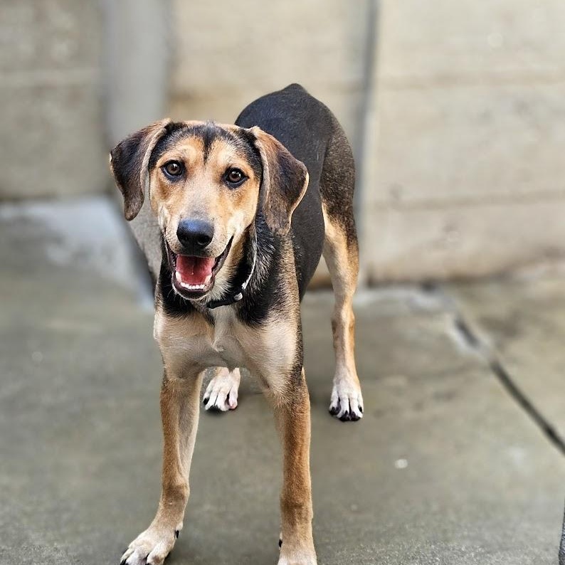 Shelby(REDUCED FEE!), a ADOPTABLE mixed breed in Chicago, IL image 3/6