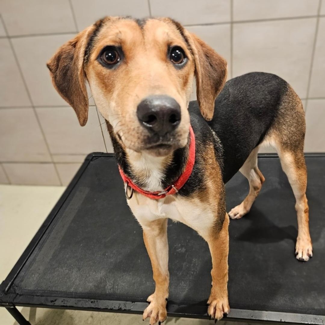 Shelby(REDUCED FEE!), a ADOPTABLE mixed breed in Chicago, IL image 6/6