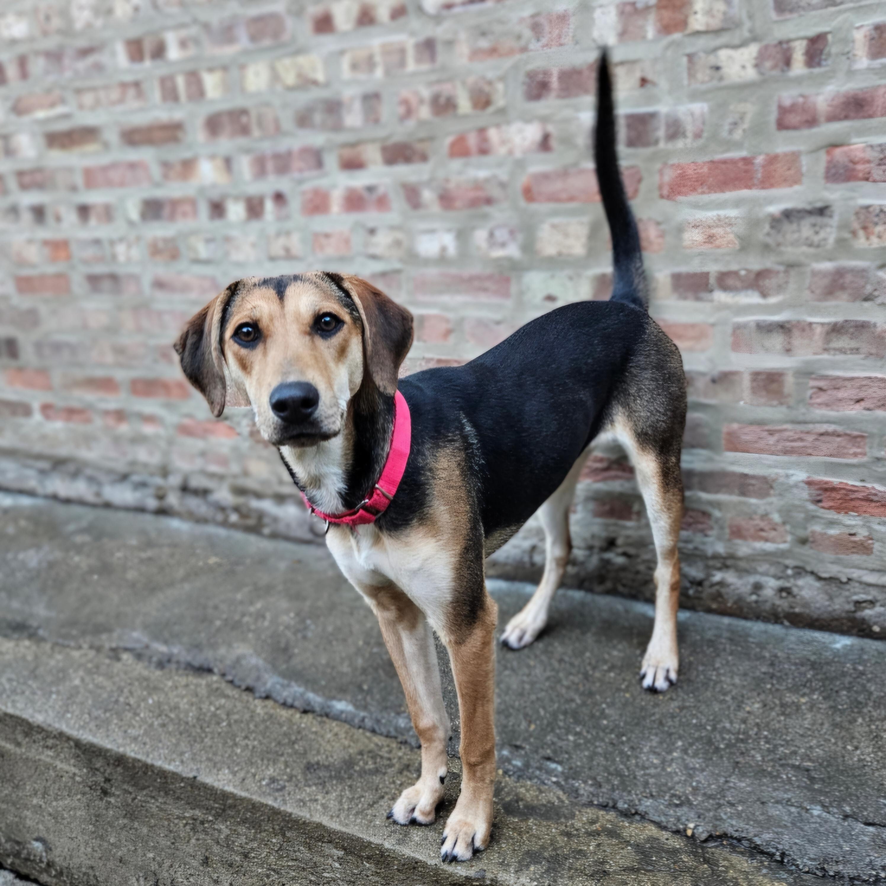 Shelby(REDUCED FEE!), a ADOPTABLE mixed breed in Chicago, IL image 4/6