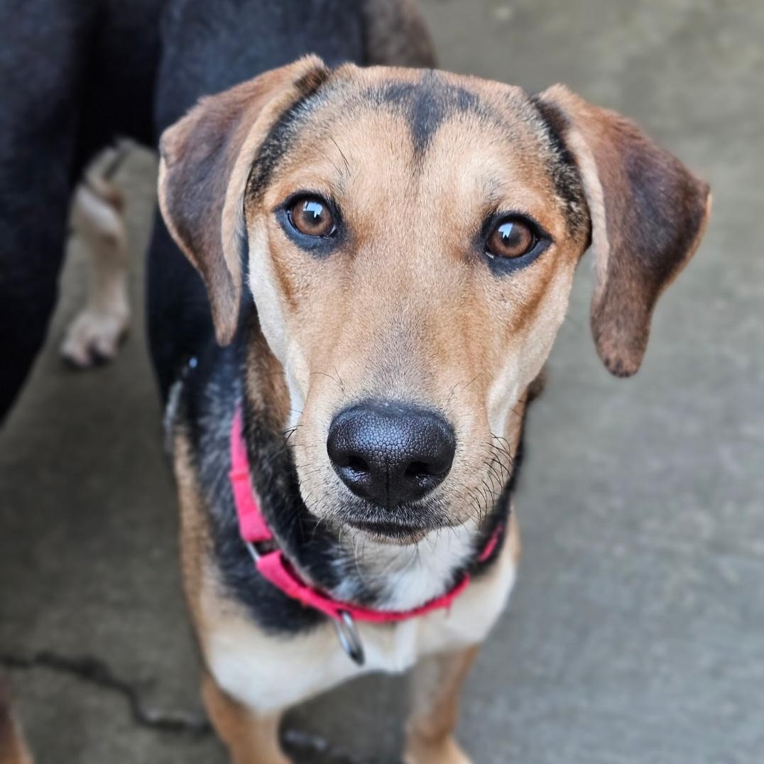 Shelby(REDUCED FEE!), ADOPTABLE, Young Female German Shepherd Dog & Coonhound.