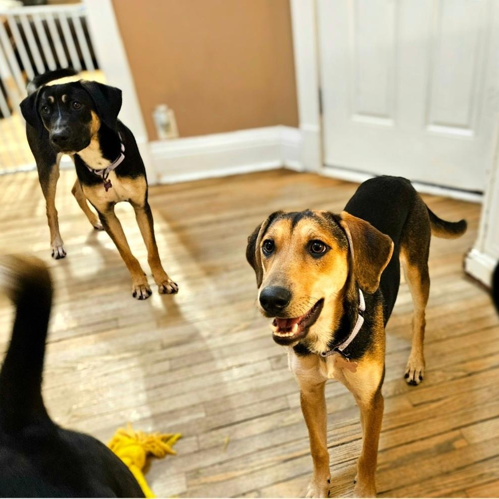 Shelby(REDUCED FEE!), a ADOPTABLE mixed breed in Chicago, IL image 2/6