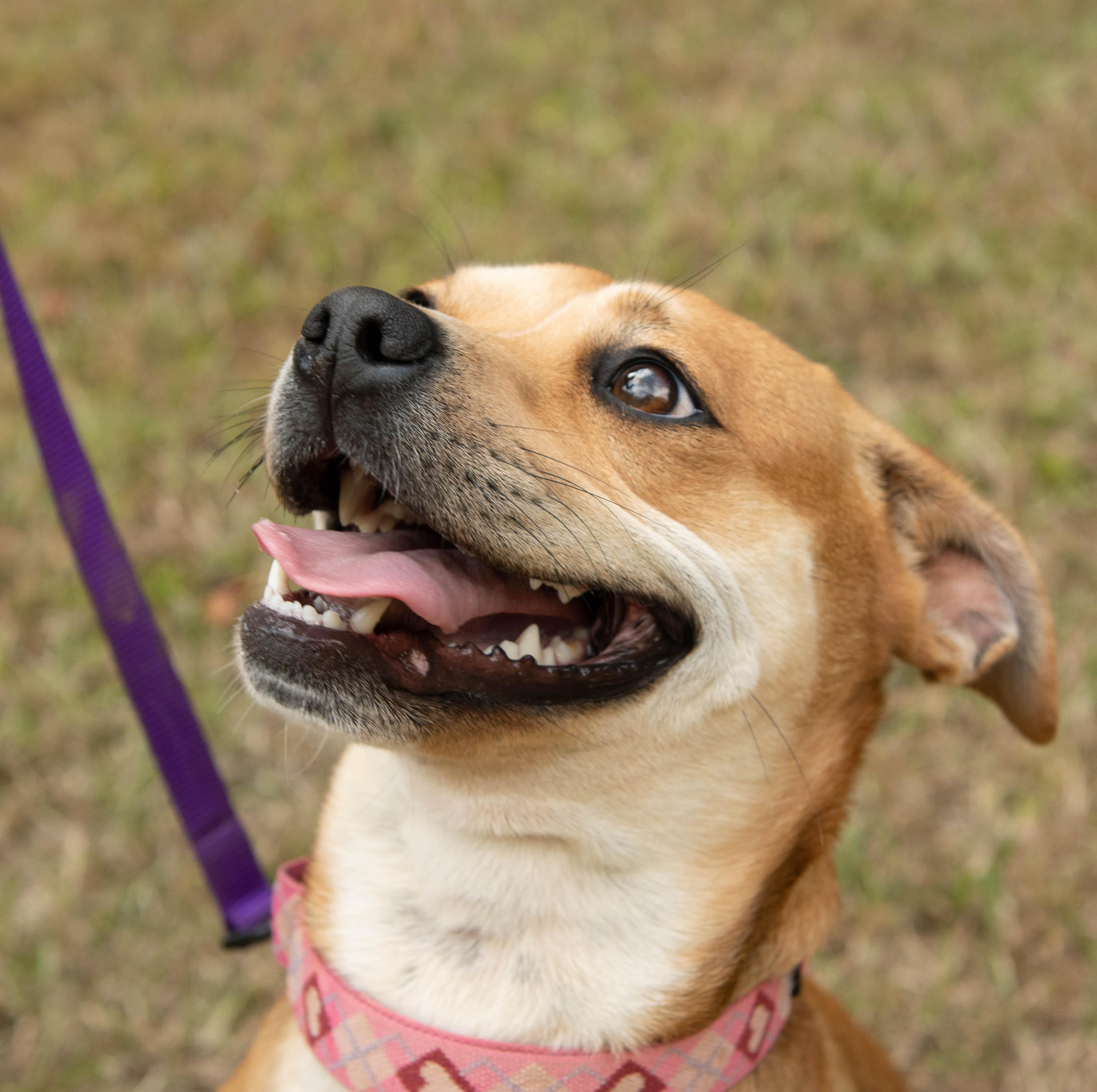 Dixie, ADOPTABLE, Young Female Mountain Cur.