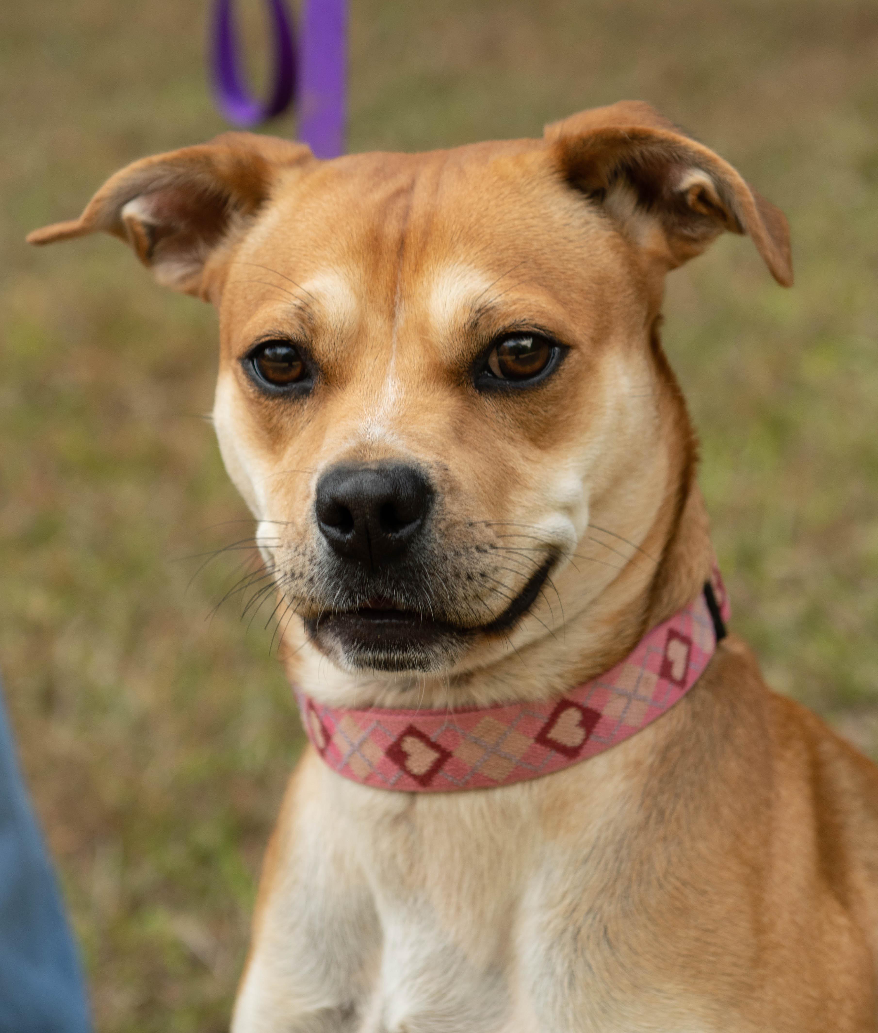 Enlarge Dixie, a ADOPTABLE mixed breed in Conyers, GA image 5/5