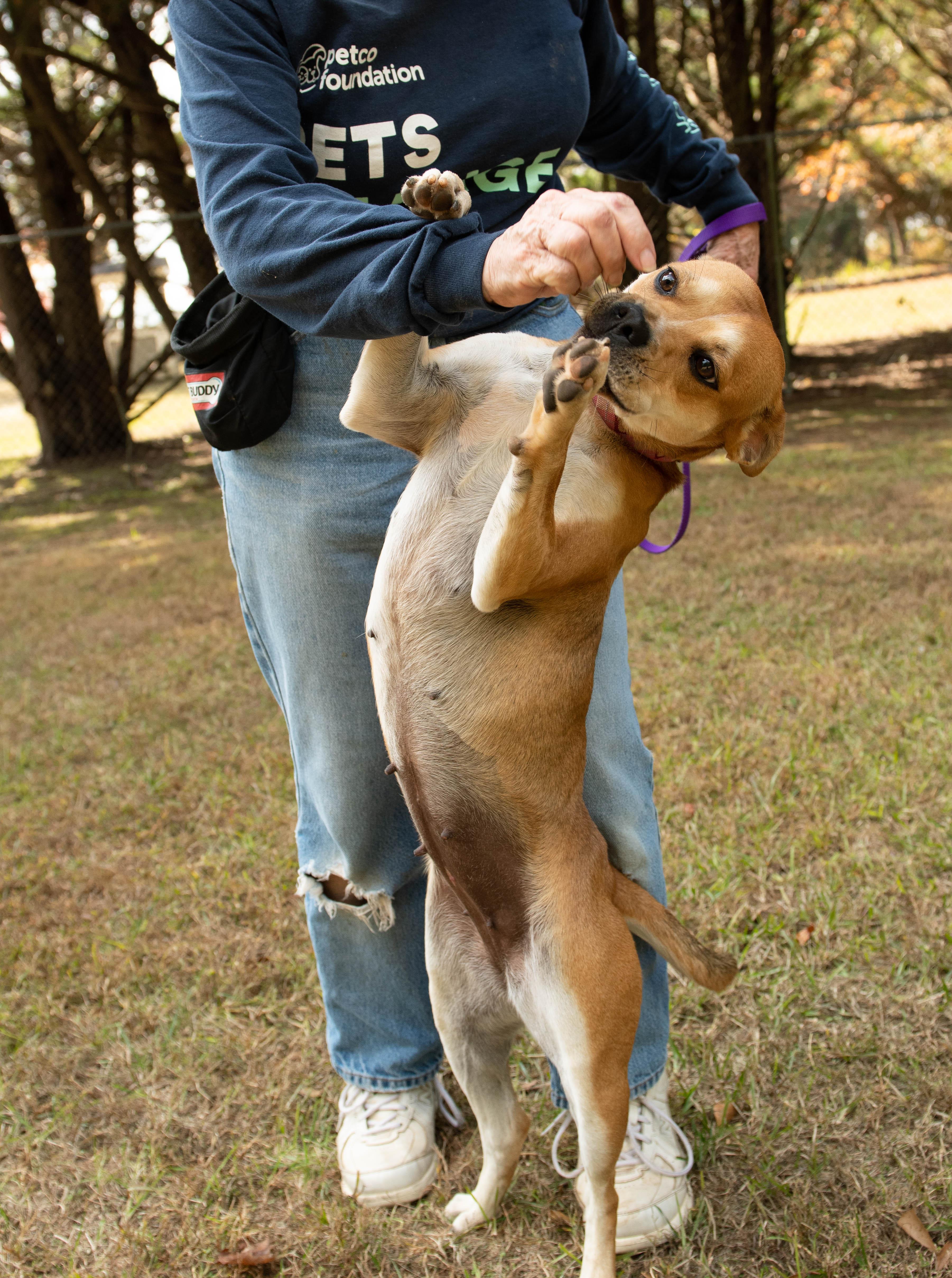 Enlarge Dixie, a ADOPTABLE mixed breed in Conyers, GA image 3/5