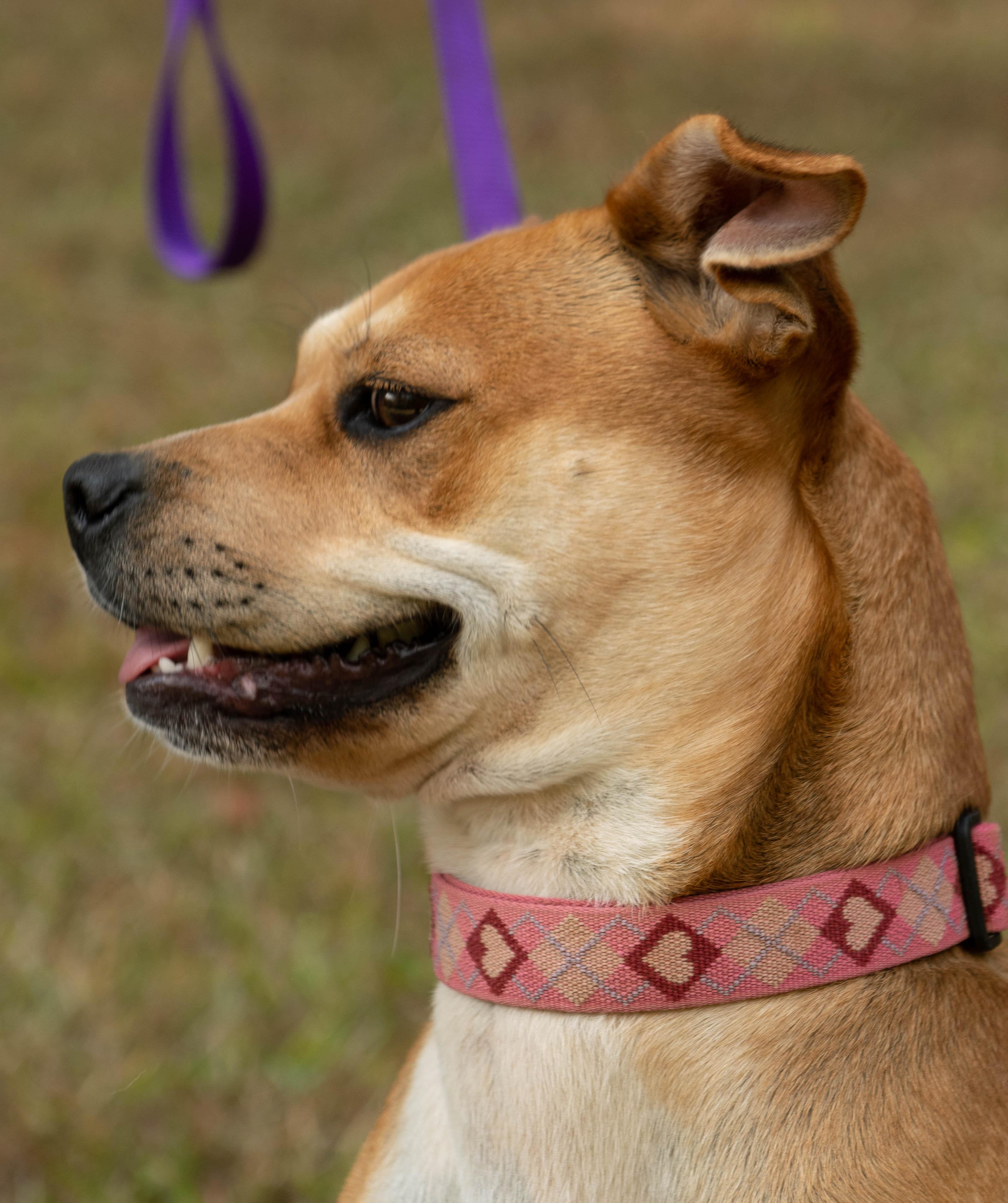 Enlarge Dixie, a ADOPTABLE mixed breed in Conyers, GA image 4/5