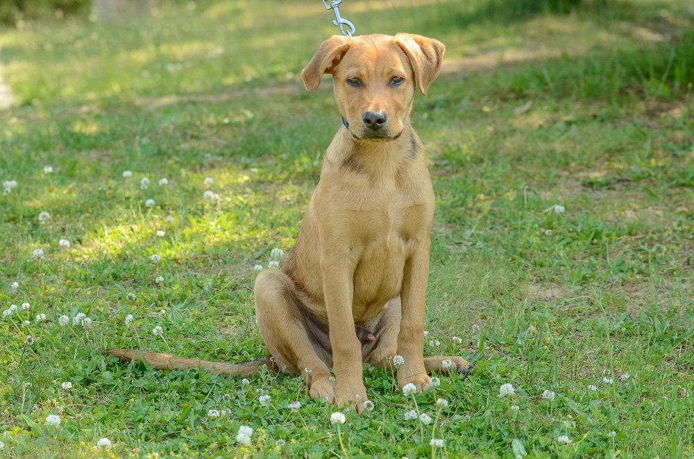 Enlarge Rookie-pending, a Adopted mixed breed in Brick, NJ image 1/3