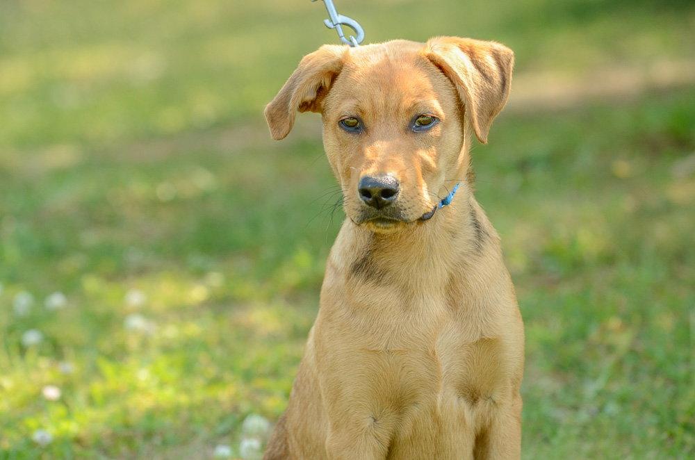 Enlarge Rookie-pending, a Adopted mixed breed in Brick, NJ image 2/3