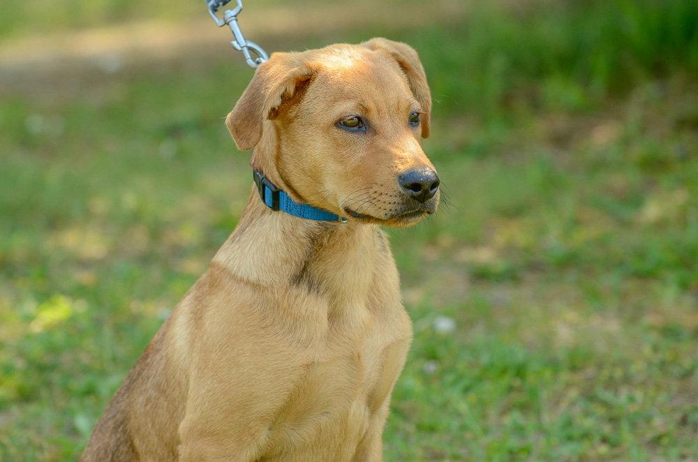 Enlarge Rookie-pending, a Adopted mixed breed in Brick, NJ image 3/3